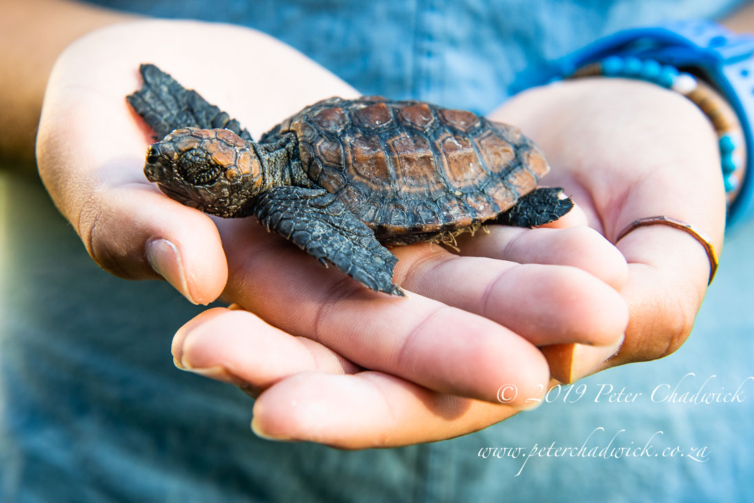 World Turtle Day
