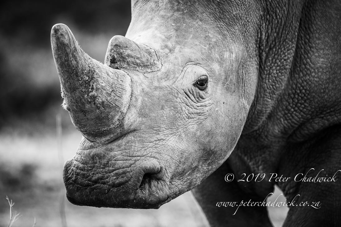 World Ranger Day 2019_©PeterChadwick_AfricanConservationPhotographer