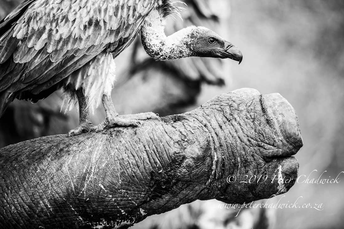 World Ranger Day 2019_©PeterChadwick_AfricanConservationPhotographer