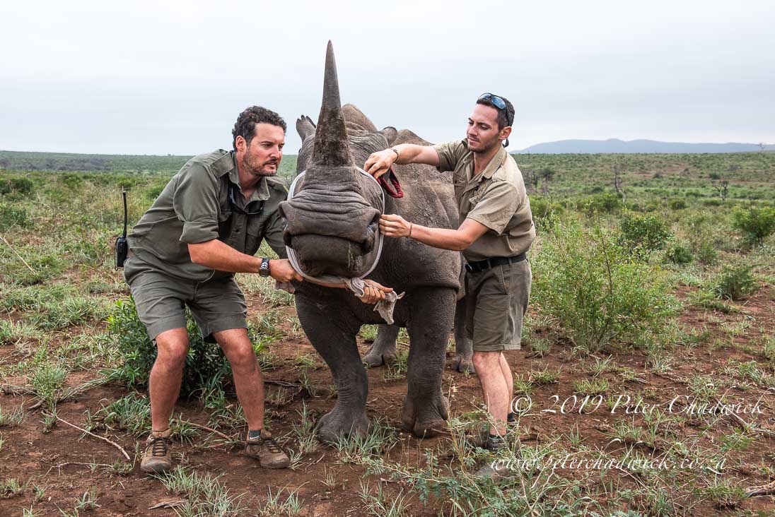 World Ranger Day 2019_©PeterChadwick_AfricanConservationPhotographer